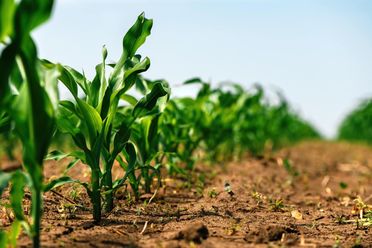 The Dirt on Crop Insurance