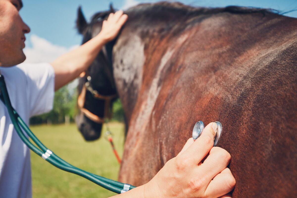 What Does Equine Insurance Cover - Garrett Insurance